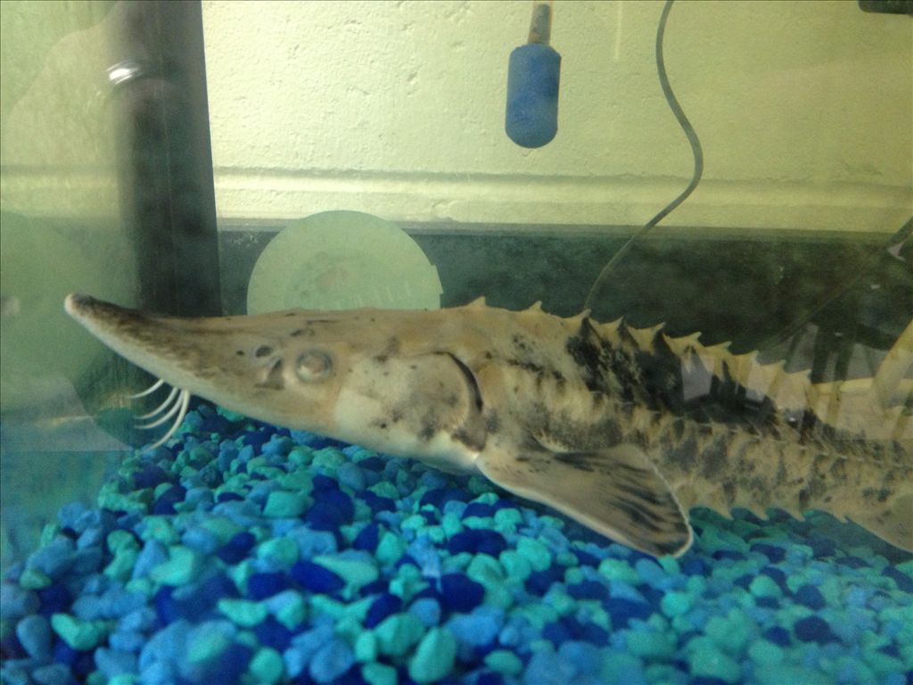 Lake Sturgeon in the Classroom