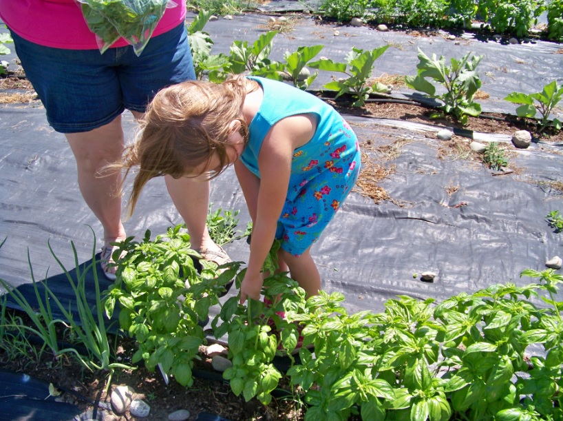 Makayla, Alcona Community Schools kindergartener, learned how to pick basil leafs in the community garden.