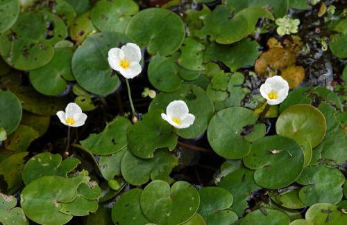 frogbit.jpg