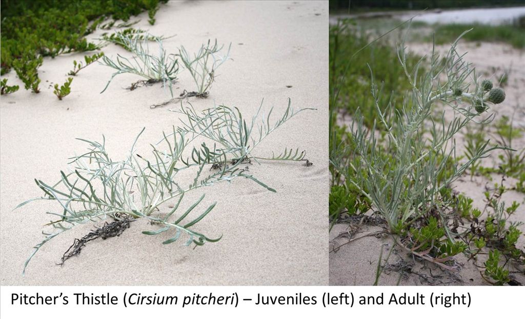 pitchers_thistle_crisium_pitcheri.jpg