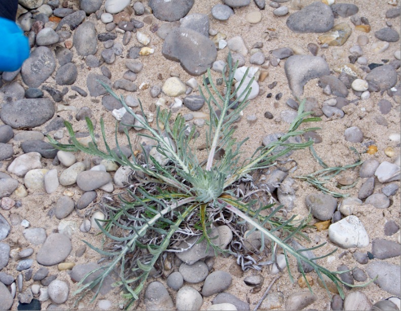 Pitchers Thistle - Cirsium pitcheri 