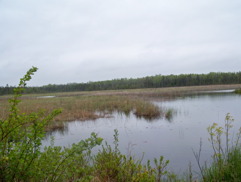The DNR discussed the importance of wetlands and how 35% of all threatened and endangered species rely on wetlands for survival. 