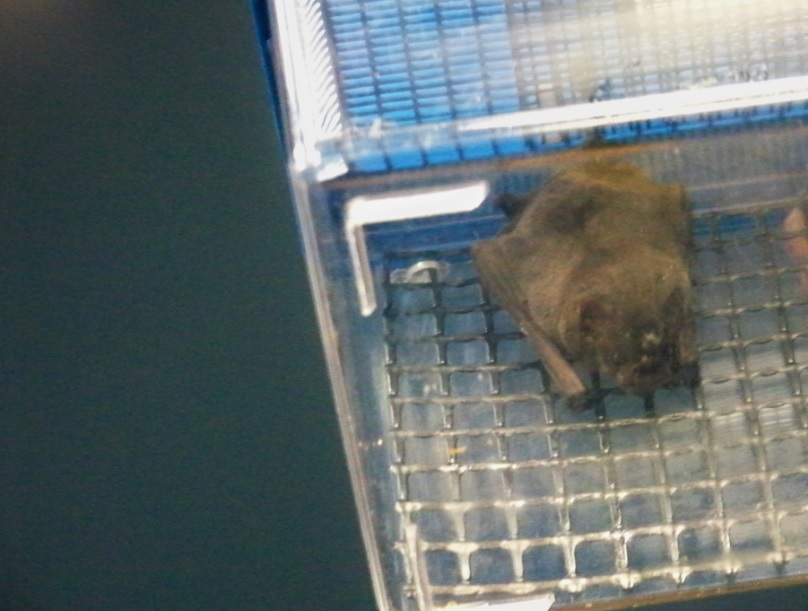 Short-tailed Fruit Bat; this small leaf nosed bat is native to South America!