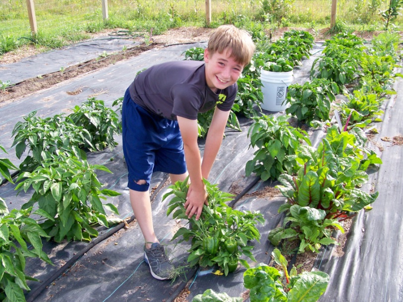 4-H'er Zach Stephenson volunteering in the garden and seeing which green peppers are ready to be harvested.