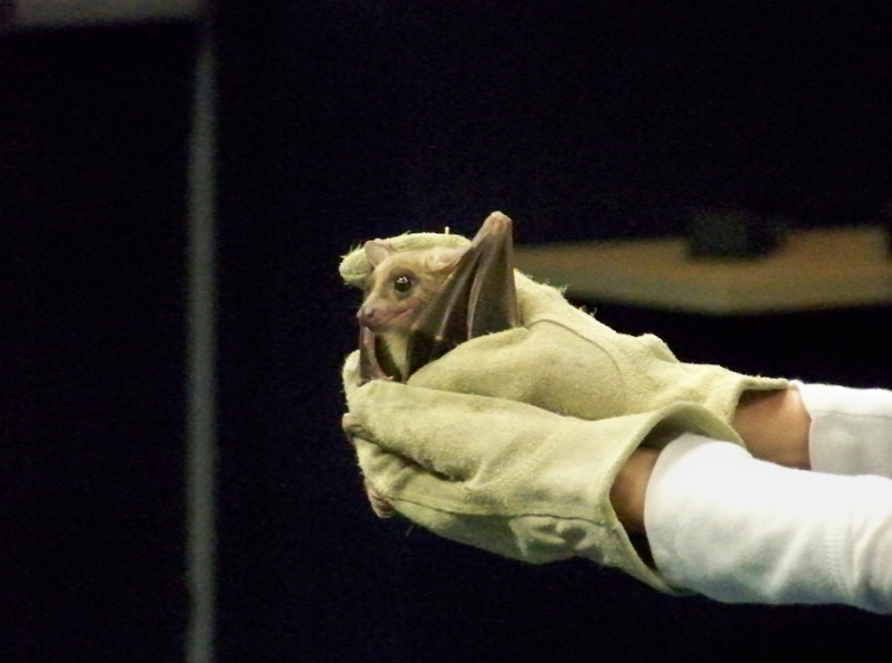 Egyptian Fruit Bat; this medium sized mega bat is found in caves in Africa! 