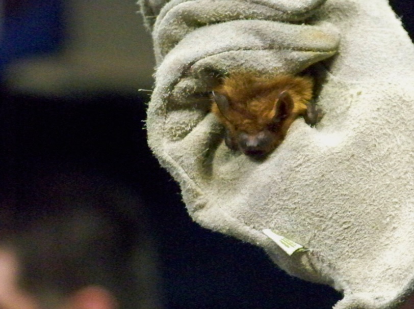 Big Brown Bat; this is the second largest bat species found in Michigan! 