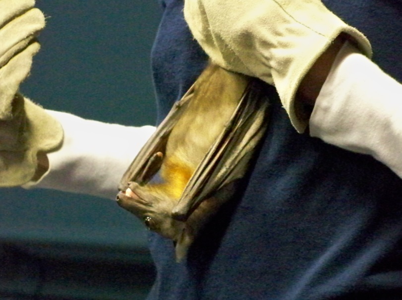 Straw-colored Fruit Bat; this species is one of the largest bats found on the continent of Africa!