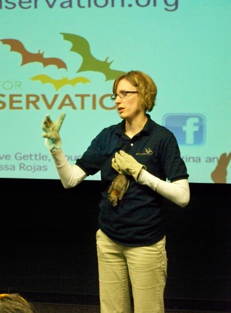 A Straw-colored Fruit Bat in the wild can eat up to 4 pounds of fruit a night!