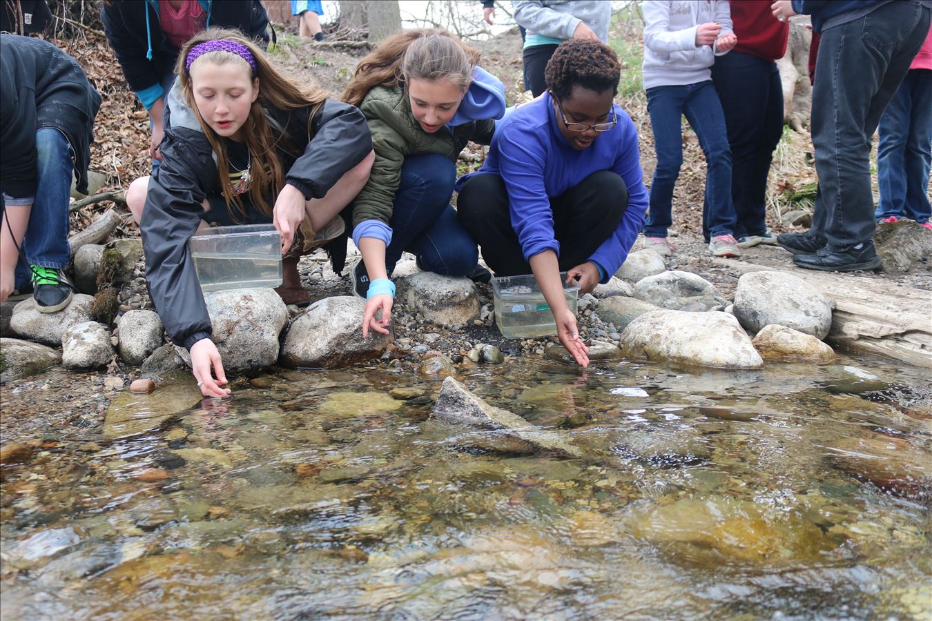 Releasing Chinook salmon into Mill Creek