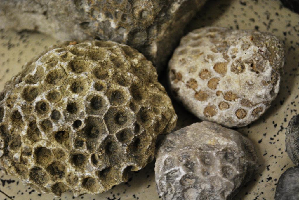 Some of the cool fossils you can find at the fossil park!