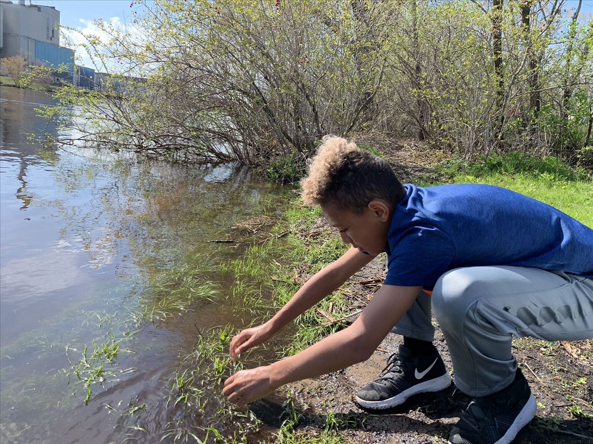 Releasing brown trout in Thunder Bay River