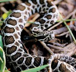 Eastern Massasauga Rattlesnake
