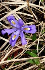 Friends of Thompson's Harbor State Park