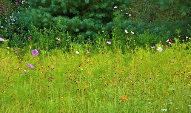 mi-native-plants.jpg