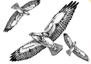 Straits Area Audubon Society