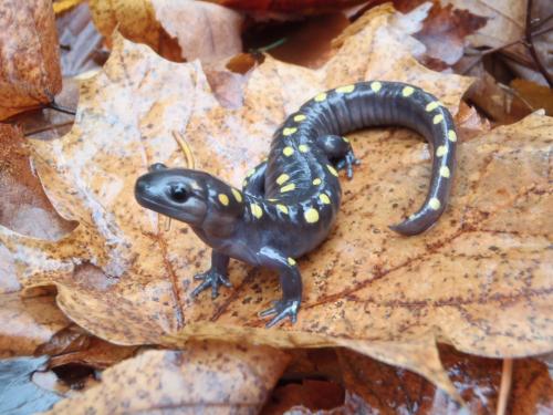 spotted_salamander.jpg