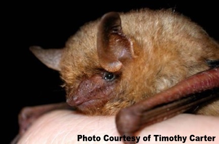 Tri-Colored Bat, a species of special concern in MI.