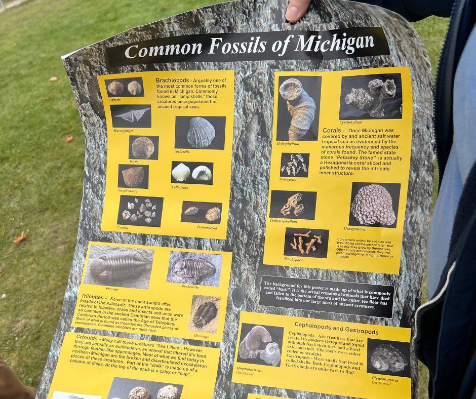 Examples of Some of the Fossils That can be Found