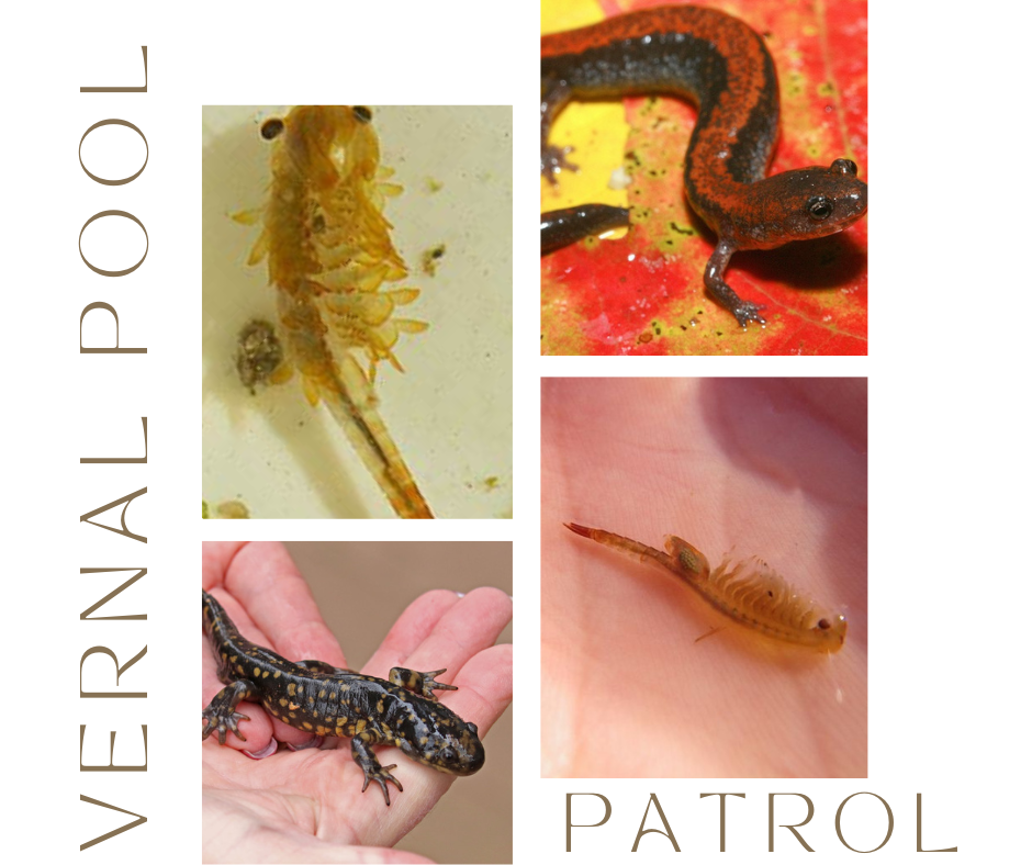 vernal-pool.png