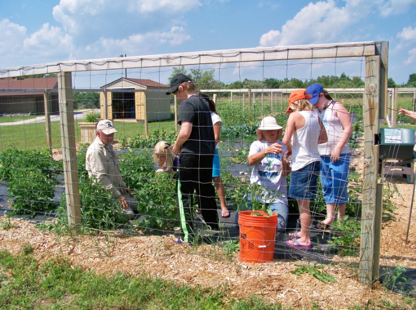 Bob Kenedy (L) and Billie Thompson (center) trained students how to trim tomato plants and use alcohol to clean their clippers before moving to the next plant. 
