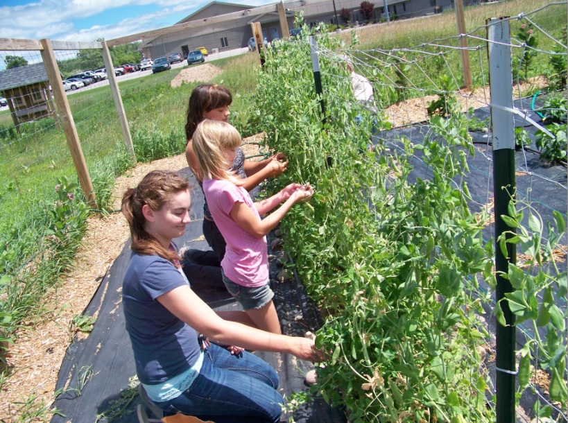 Current and former Alcona Community Schools students volunteered in the garden to harvest produce.
